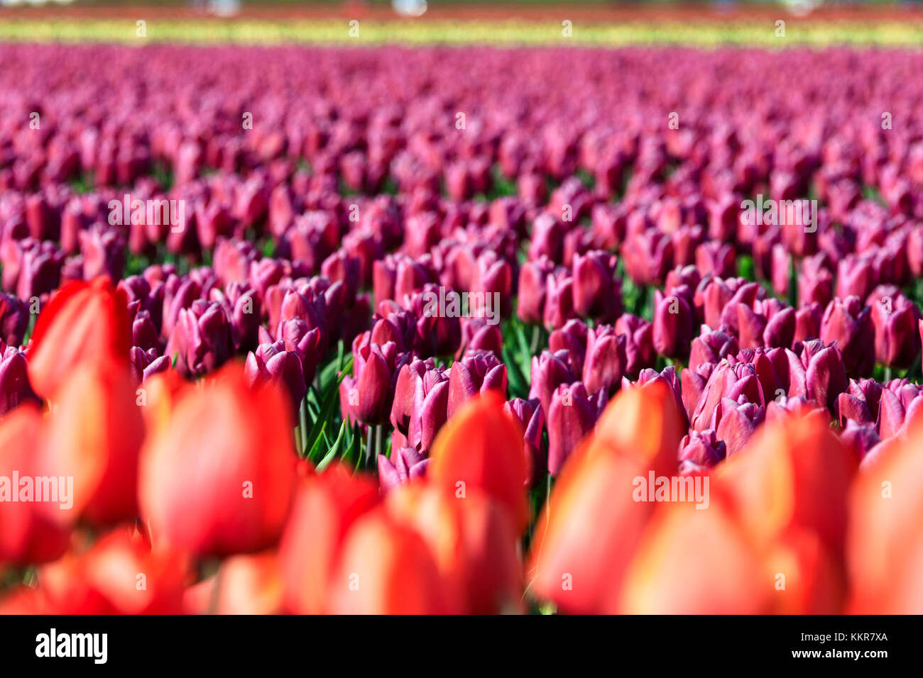 Close up of multicolored tulips during spring bloom Oude-Tonge Goeree-Overflakkee South Holland The Netherlands Europe Stock Photo