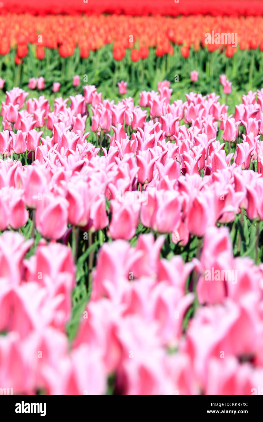 Close up of pink tulips during spring bloom Oude-Tonge Goeree-Overflakkee South Holland The Netherlands Europe Stock Photo