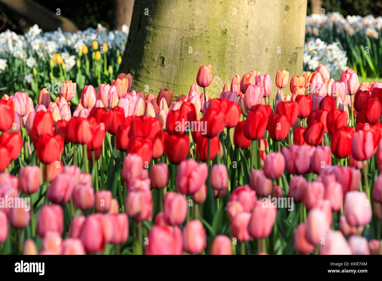 Close up of pink and red tulips in bloom at the Keukenhof Botanical garden Lisse South Holland The Netherlands Europe Stock Photo