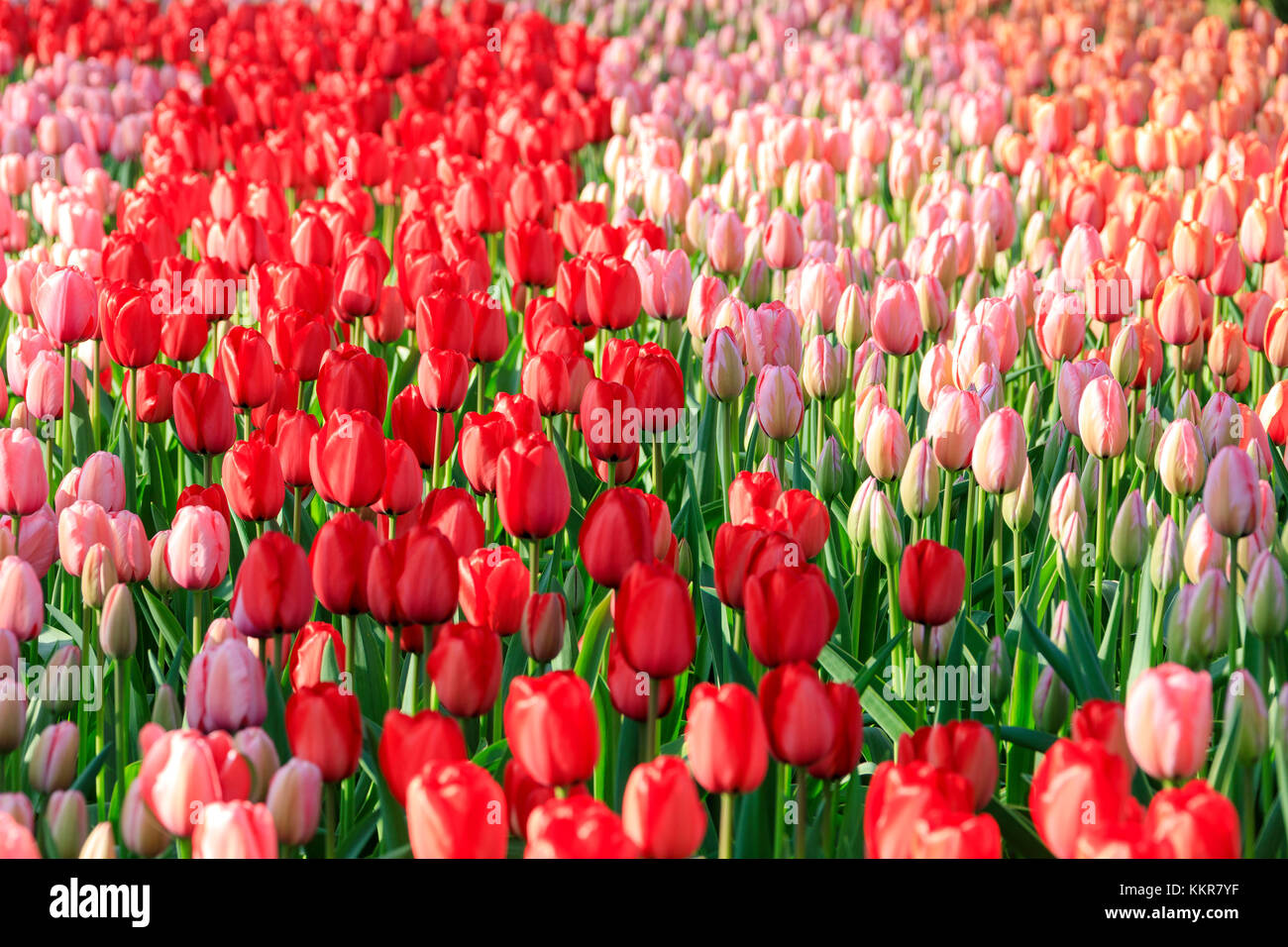 Pink and red tulips in bloom at the Keukenhof Botanical garden Lisse South Holland The Netherlands Europe Stock Photo
