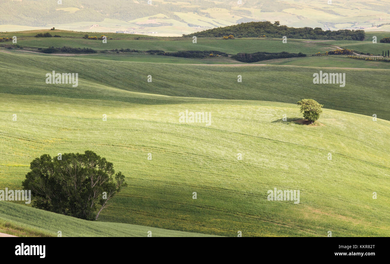 The famous Tuscany green hills with some tree. Province of Siena, Tuscany, Italy. Stock Photo