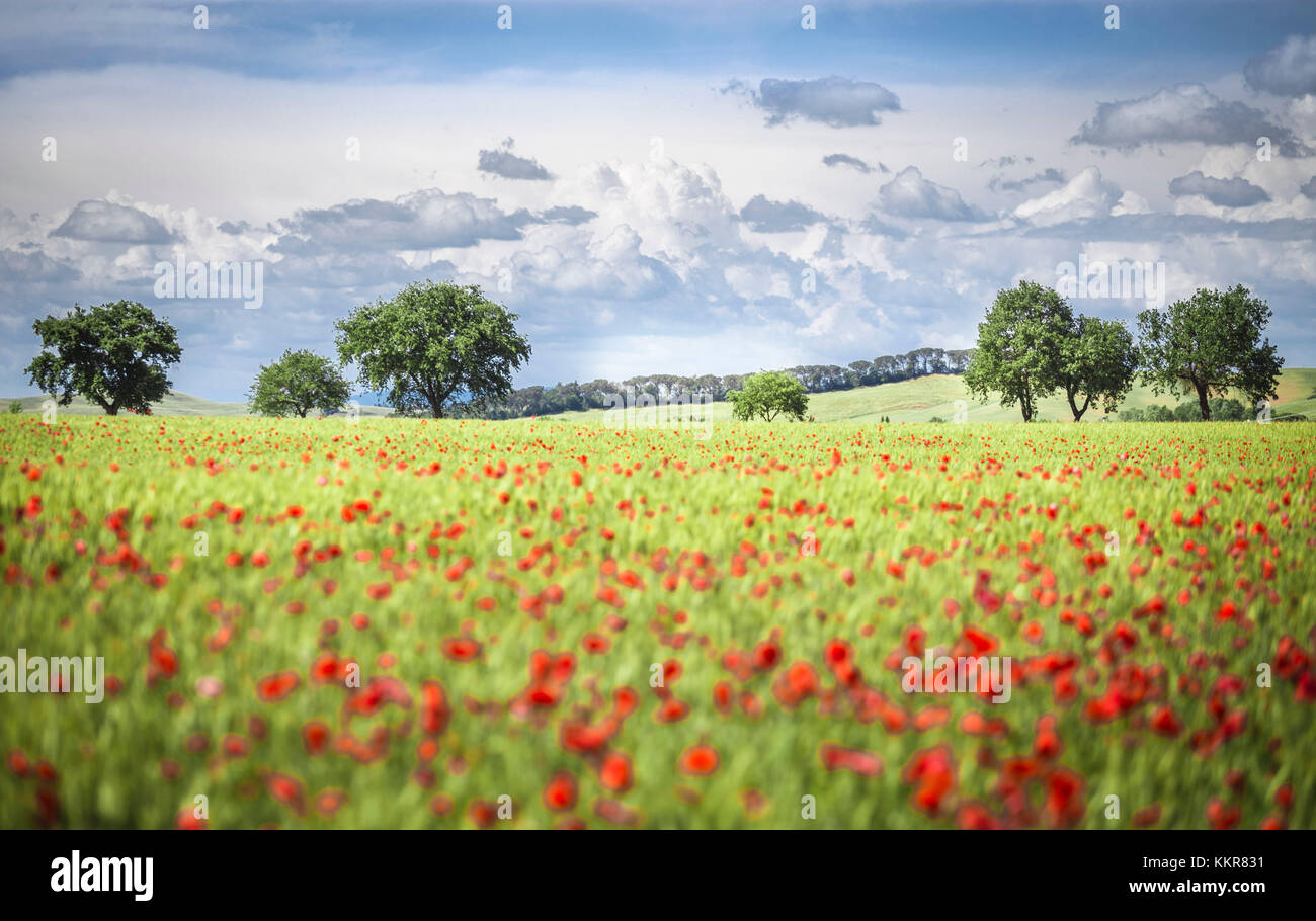 A field full of poppies among Tuscany hills. Siena Contryside, Tuscany, Italy Stock Photo