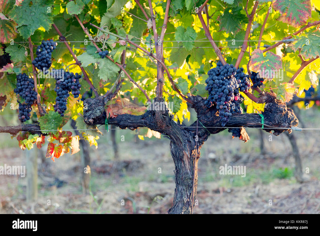 Sagrantino grape hi-res stock photography and images - Alamy