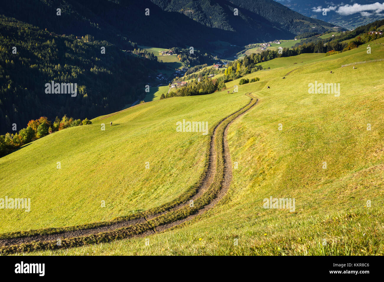 Farmer's track, Coll, Santa Magdalena, Funes valley, South Tyrol region, Trentino Alto Adige, Bolzano province, Italy, Europe Stock Photo