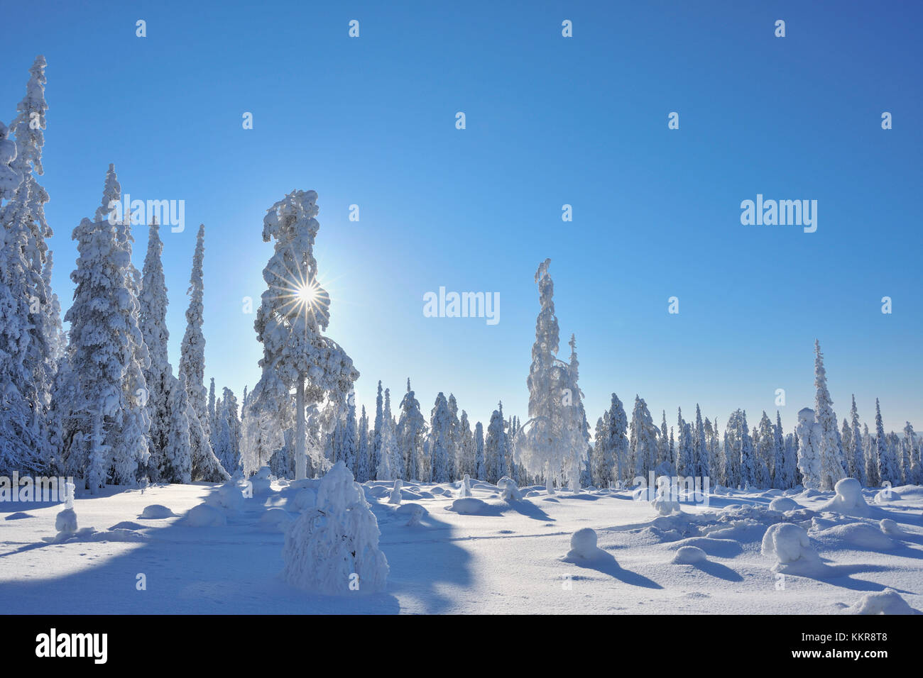 Snow covered winter landscape, Rönni, Kuusamo, Nordoesterbotten, Pohjois Pohjanmaa, Suomi, Finland Stock Photo