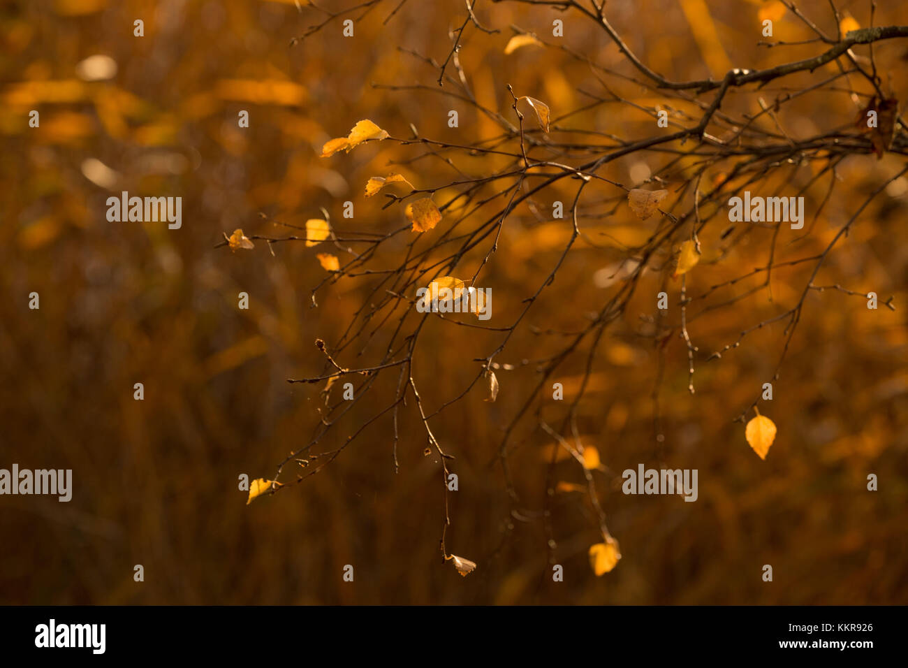 Last yellow leaves on birch branch on a dark brown background with ...