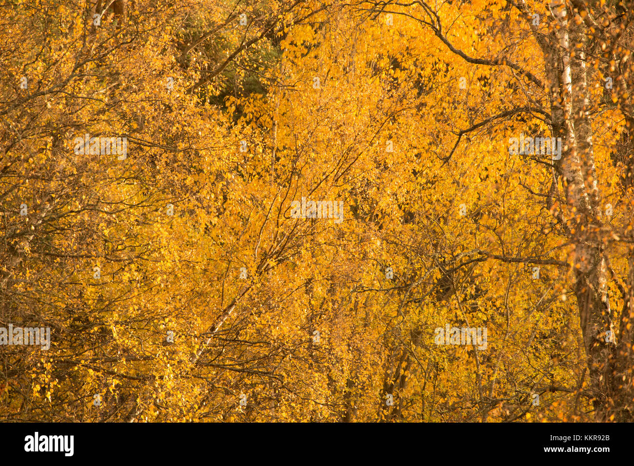 Mellow yellow landscape of birches with fall color leaves Stock Photo