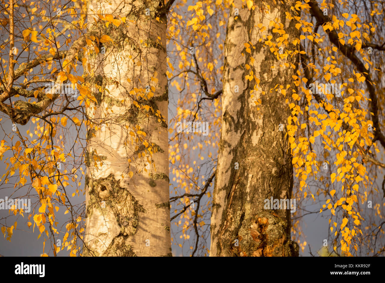 Birch tree trunks and branches with yellow leaves, blue gray sky on ...