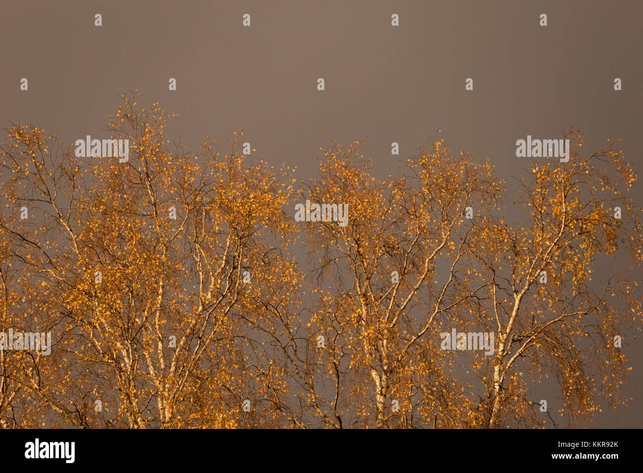 Birch tree branches with yellow leaves against the autumn blue gray sky ...