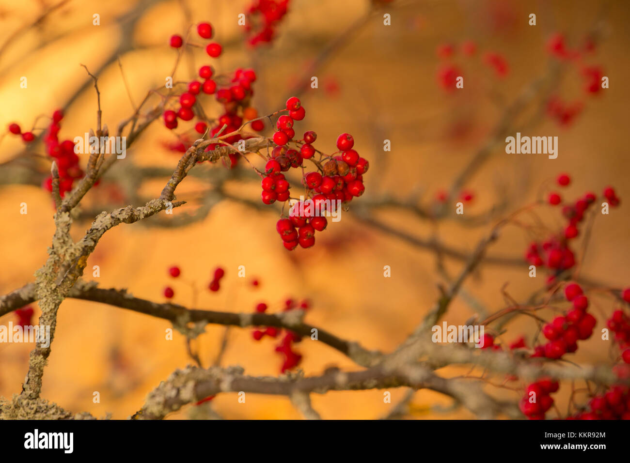 Flechy red rowan berries on rich yellow color of leaves in background Stock Photo
