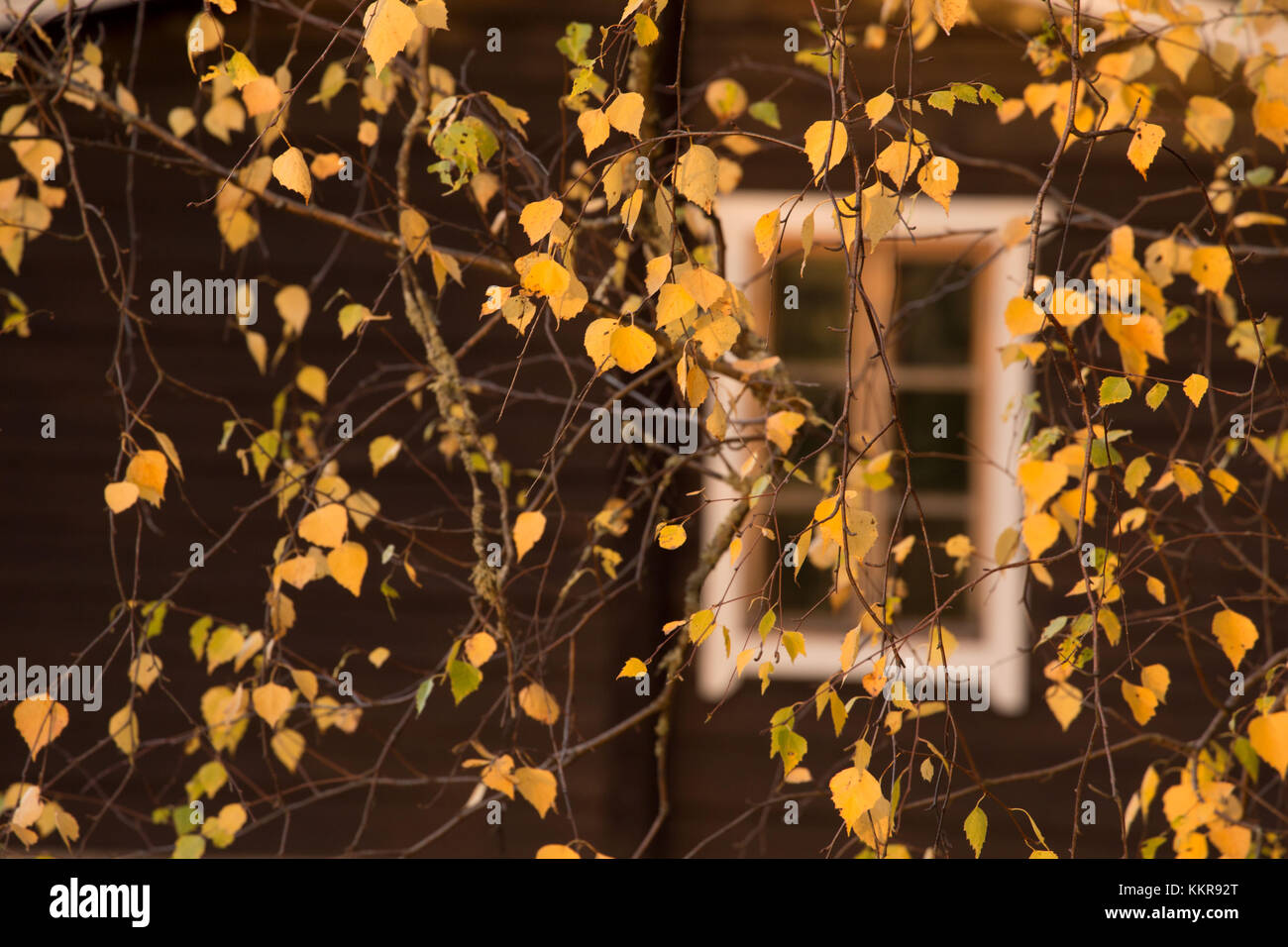 Autumn yellow leaves on birch branches, dark wall with window in the ...