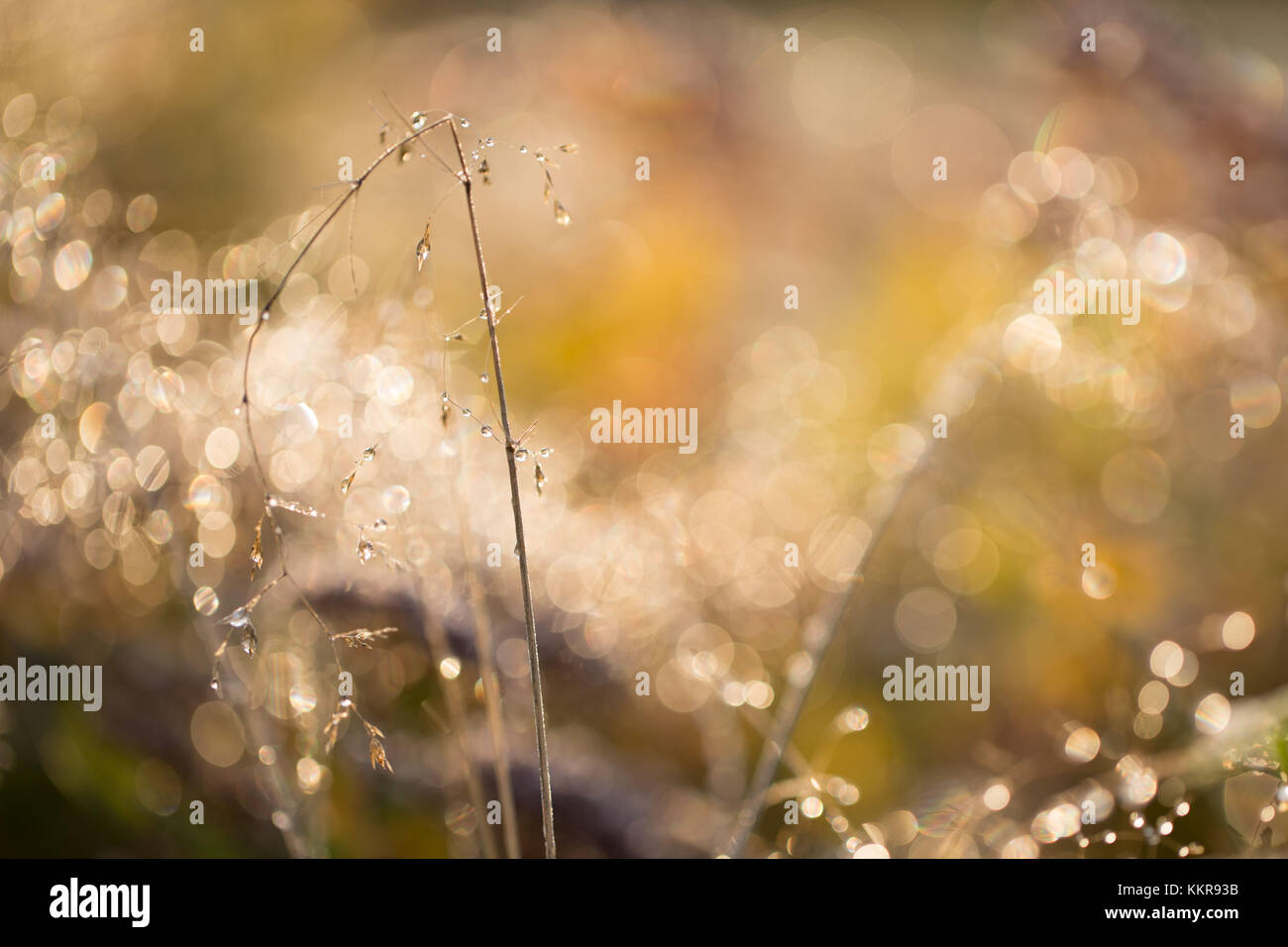 Beautiful bokeh background hi-res stock photography and images - Alamy