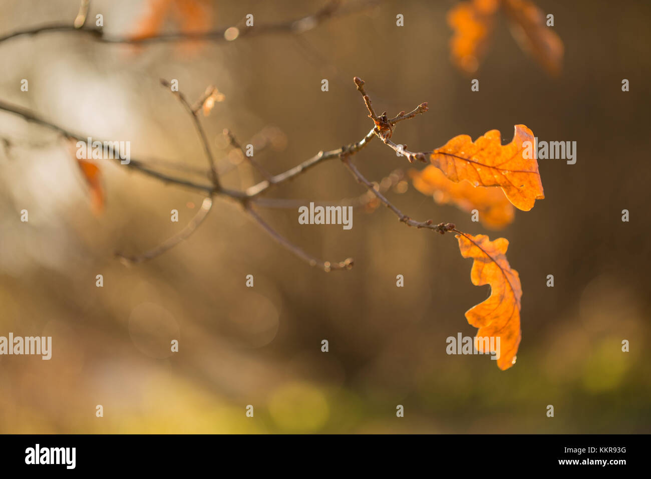Oak branch with leaves on natural blur background Stock Photo - Alamy