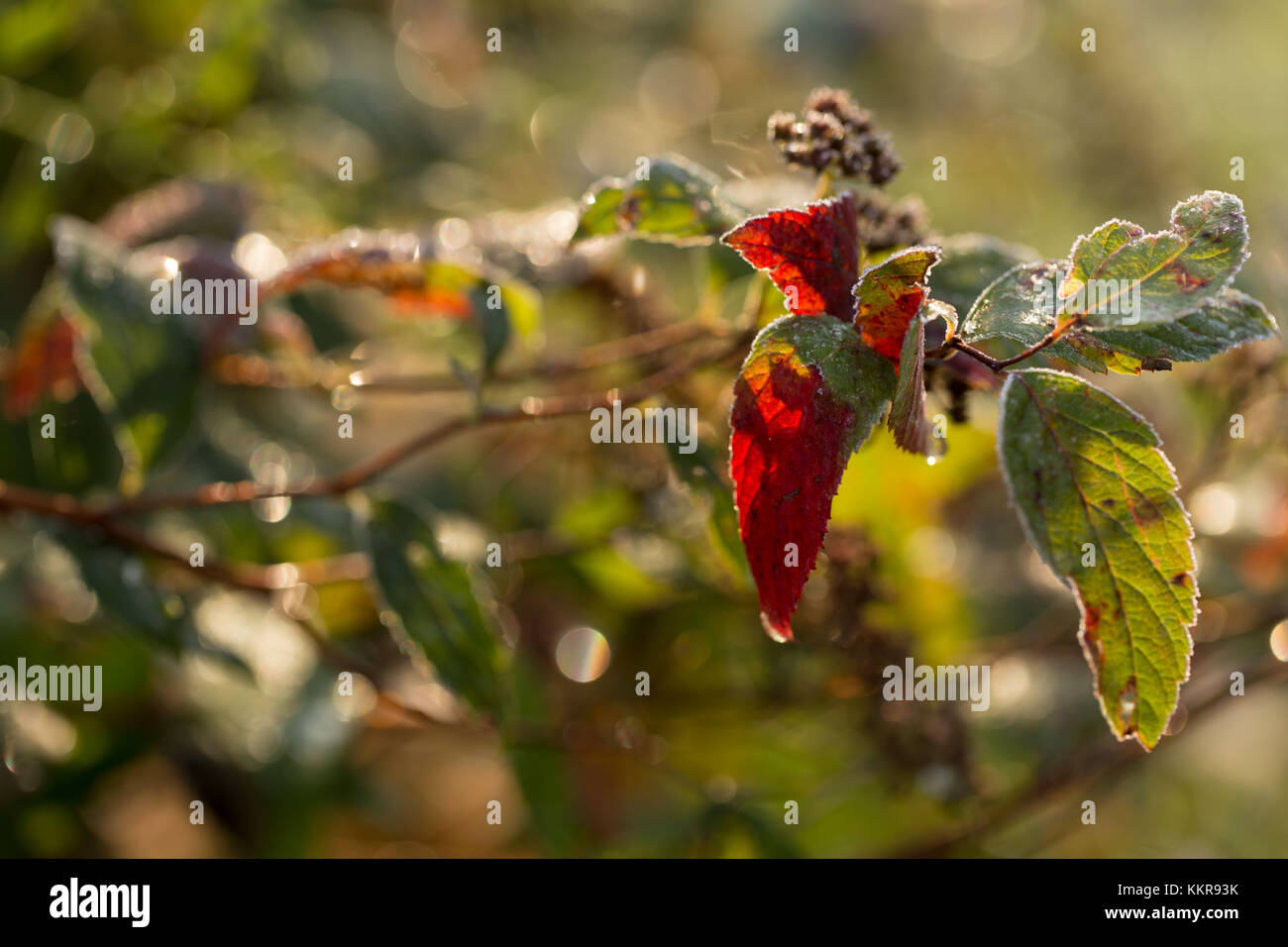 Red frost leaves on natural background with bokeh Stock Photo - Alamy