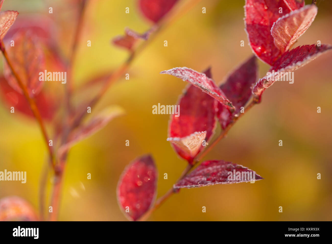 Red frost leaves on natural background, bright color Stock Photo