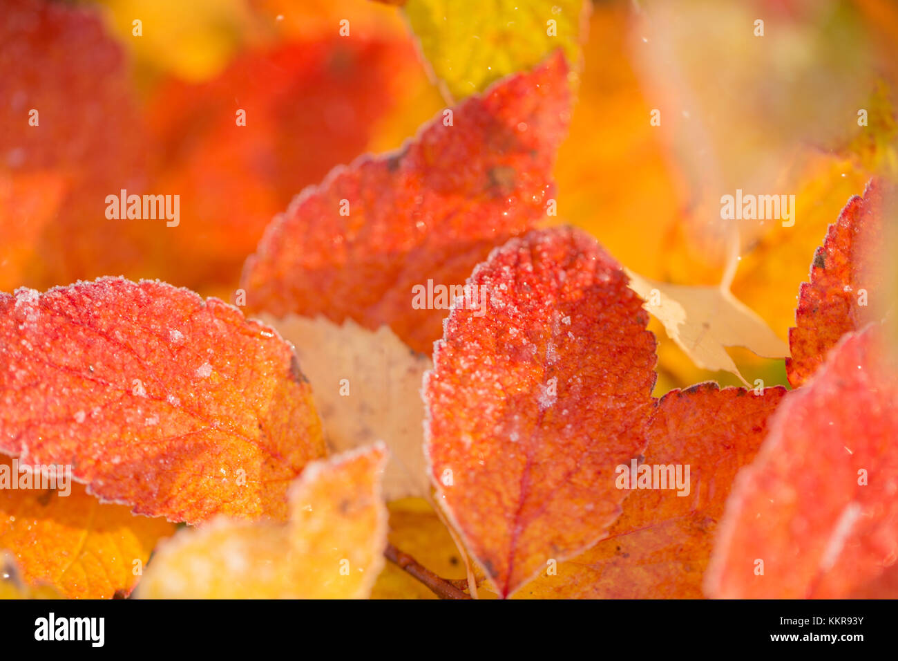 Orange frost leaves on natural background, bright color Stock Photo