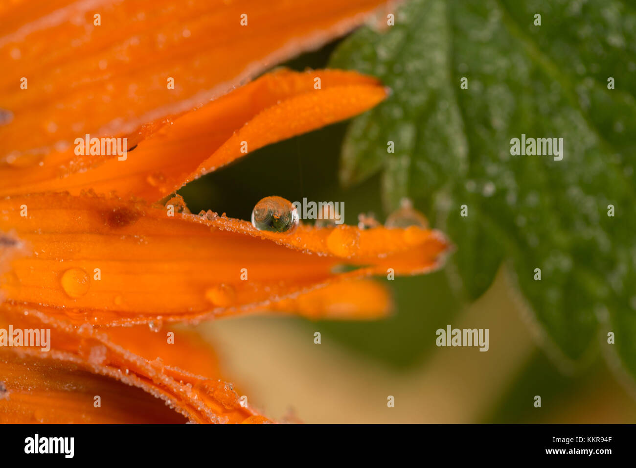 Frozen water drop on flower petal, orange marigold Stock Photo