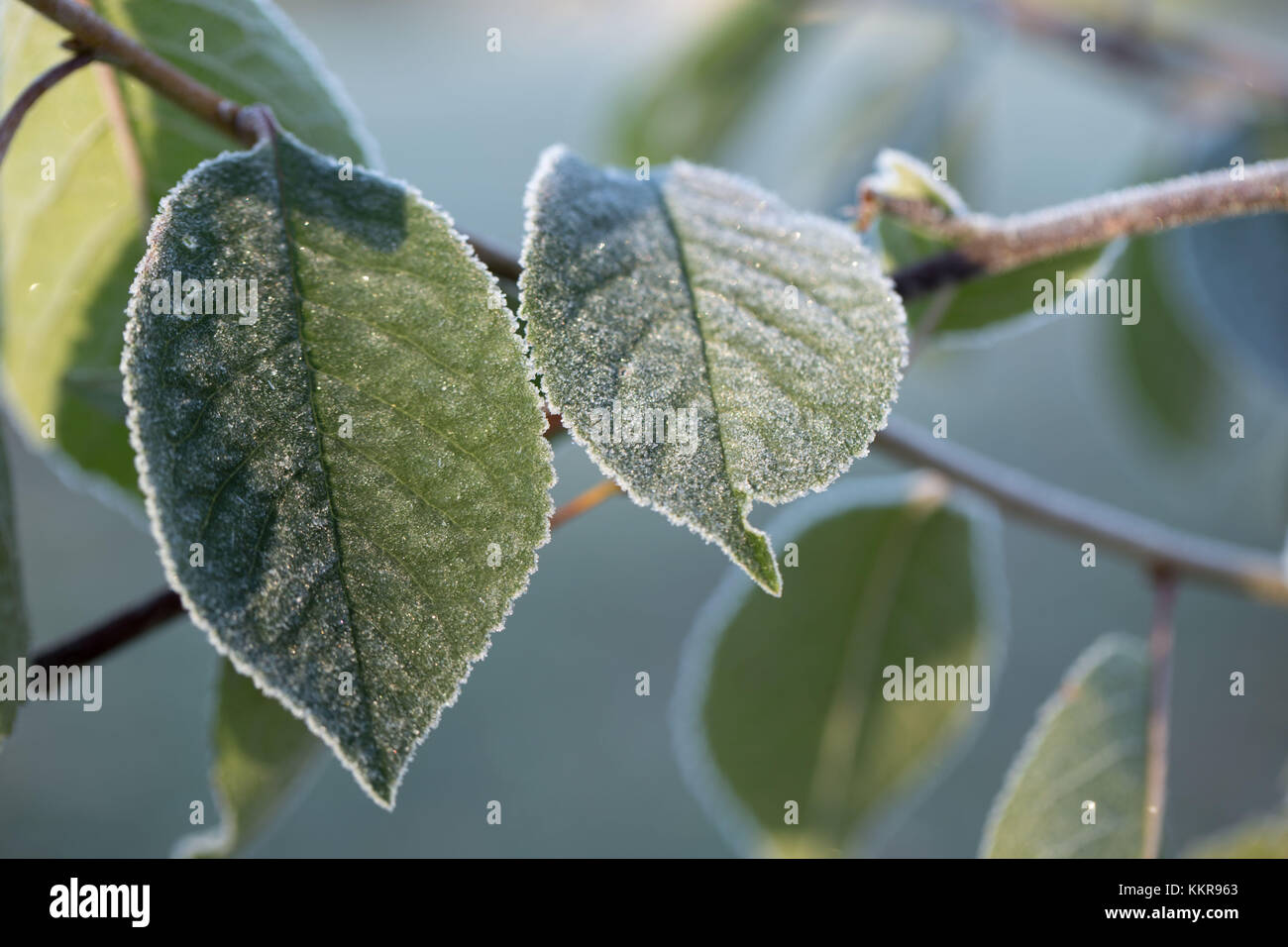 Closeup frozen tree hi-res stock photography and images - Alamy