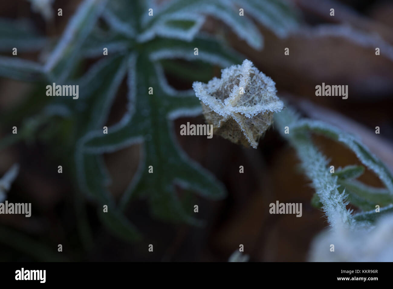 Frozen flower seed pod on a natural green background hires stock