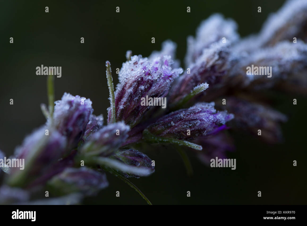 Hoarfrost crystals on dried pink flower buds on a black background ...