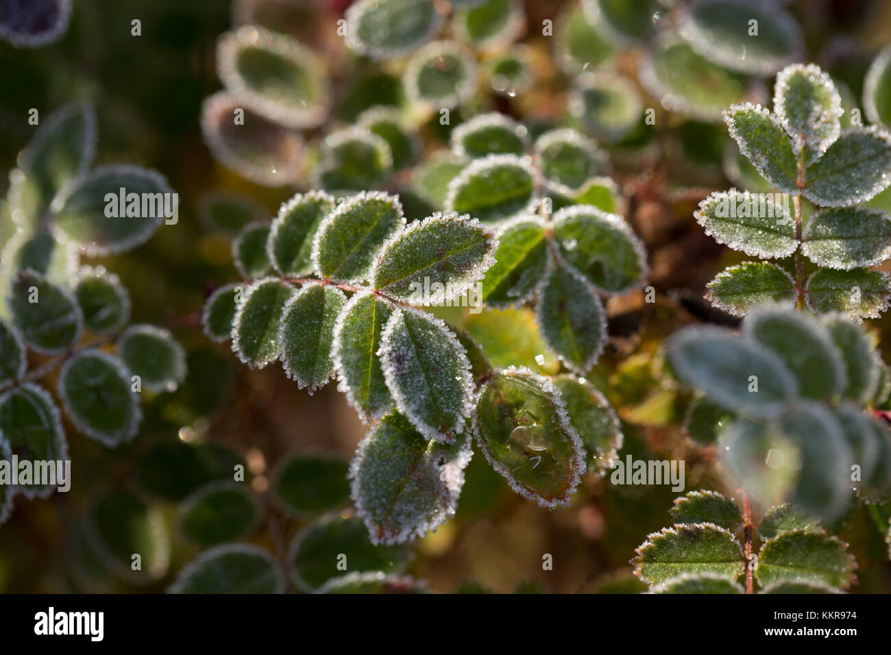 Frozen rose leaves on a sunlight hi-res stock photography and images ...
