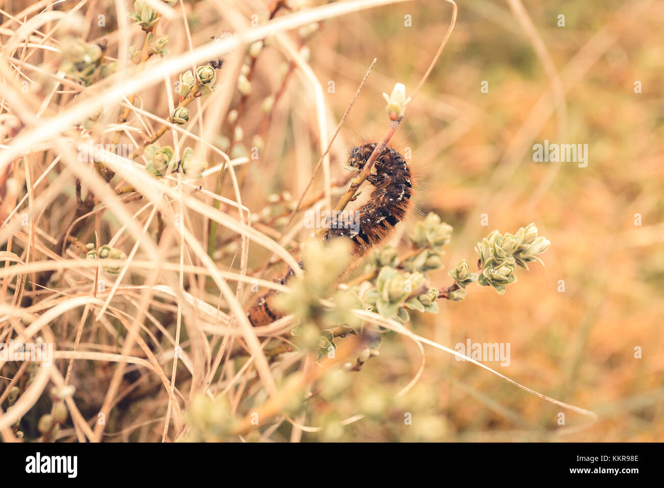 A caterpillar in autumn colored grass Stock Photo