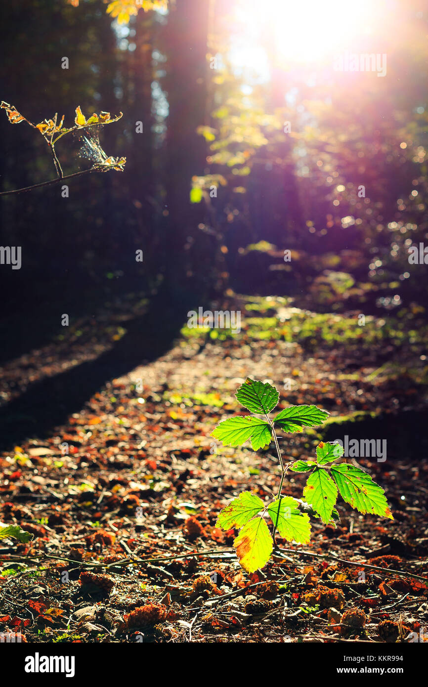 A forest in Wiesmoor, Eastfrisia Stock Photo