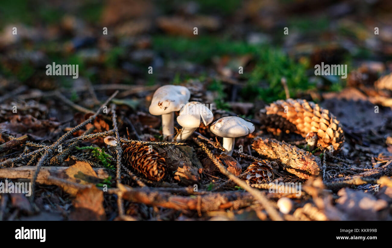 A forest in Wiesmoor, Eastfrisia Stock Photo