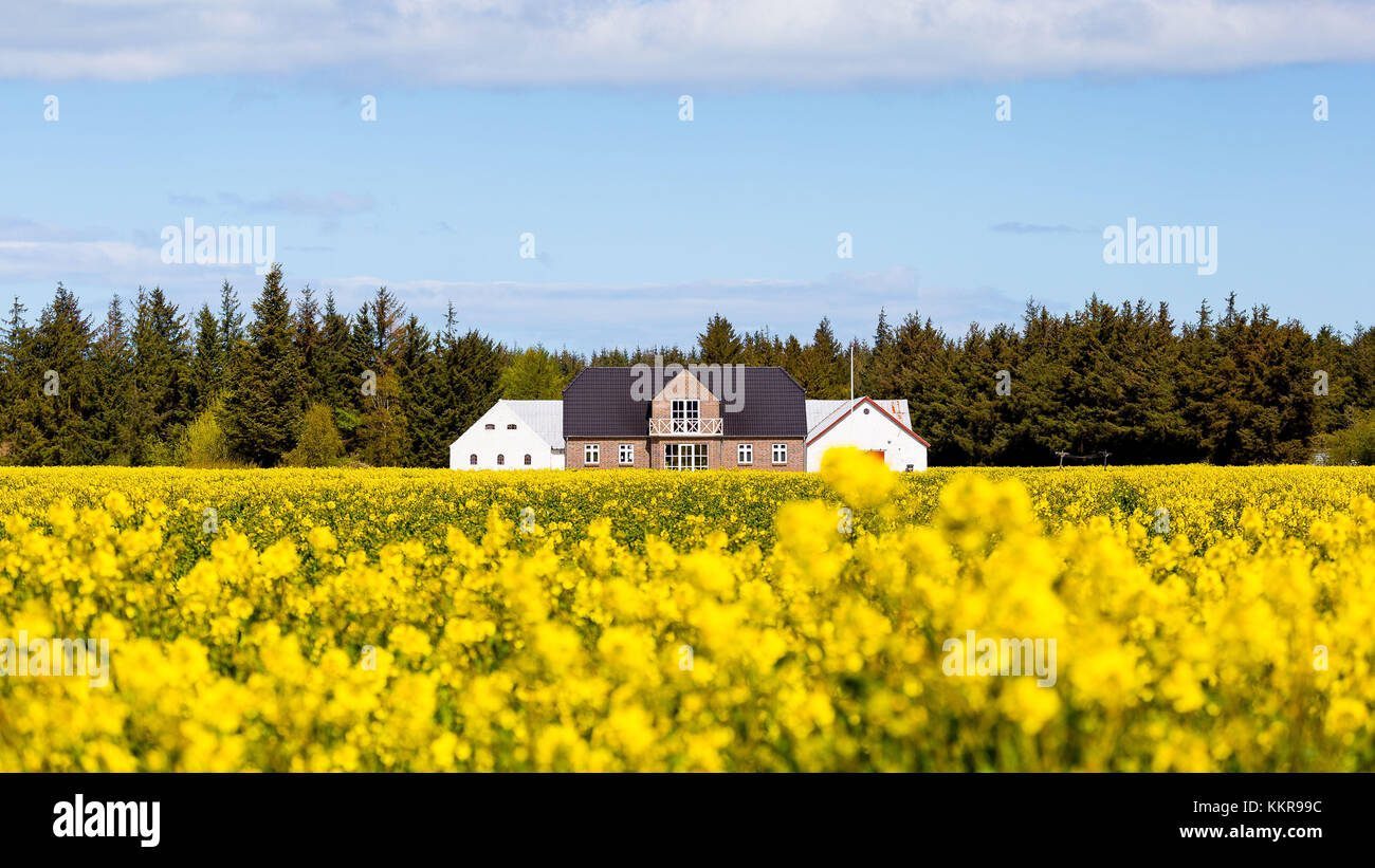 A house near Hirtshals, fully covered from Rapeseed Stock Photo