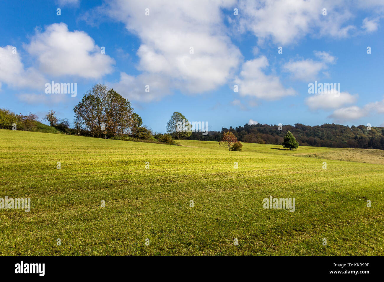 A meadow near the village hausach in the black forest hires stock