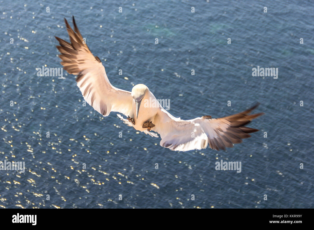 A nothern gannet on the island Helgoland Stock Photo
