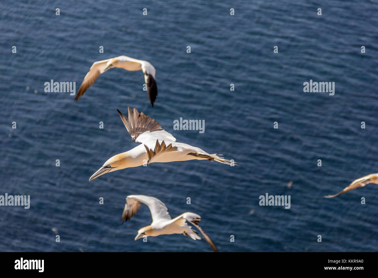 A nothern gannet on the island Helgoland Stock Photo