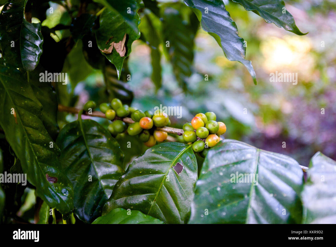 An old coffee Plantation near Las Terrazas Stock Photo Alamy