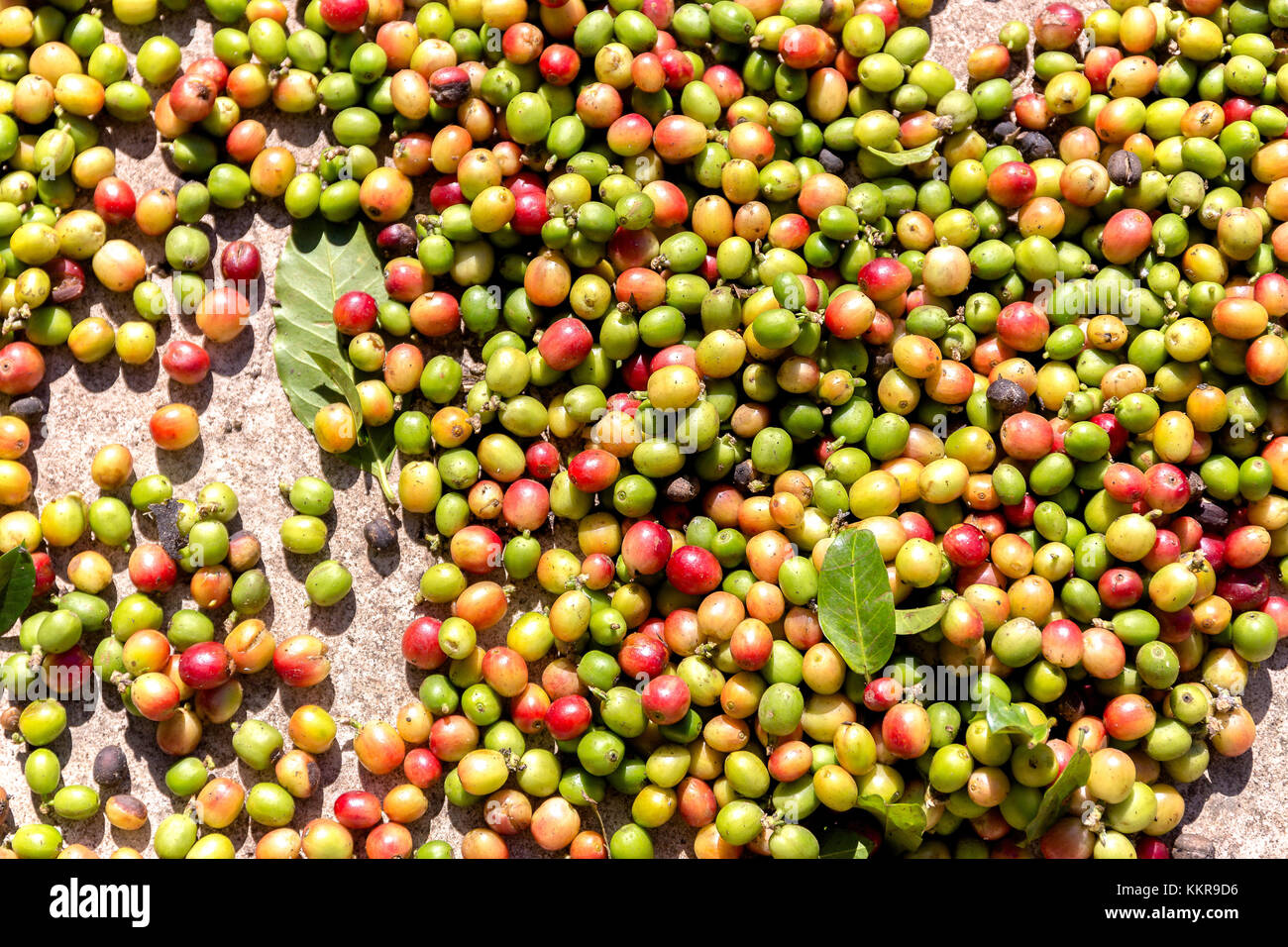 An old coffee Plantation near Las Terrazas Stock Photo Alamy