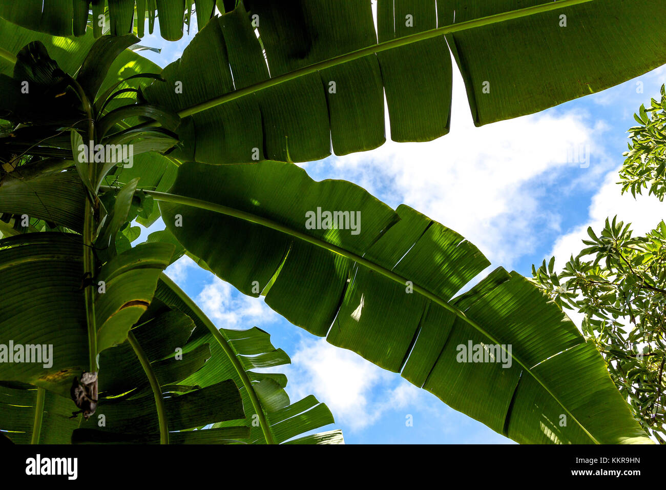 Cuba is the largest island in the Caribbean, with an area of 109,884