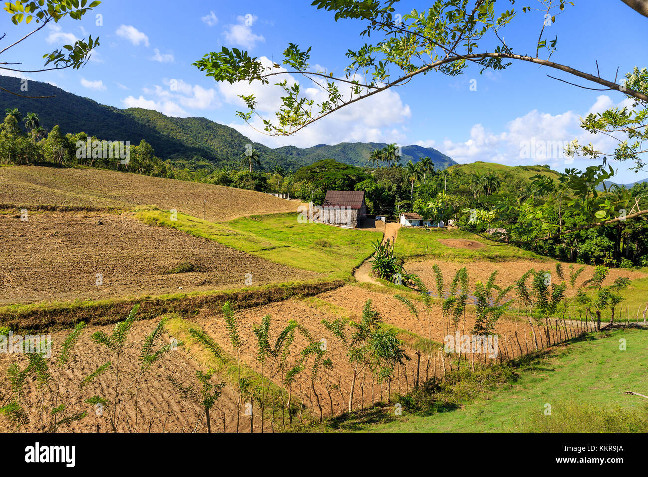 Cuba is the largest island in the Caribbean, with an area of 109,884