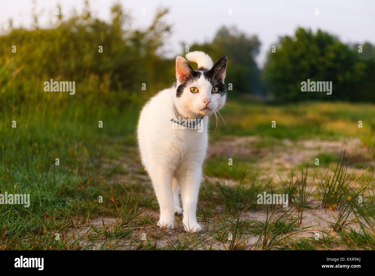 West frisia hi-res stock photography and images - Alamy