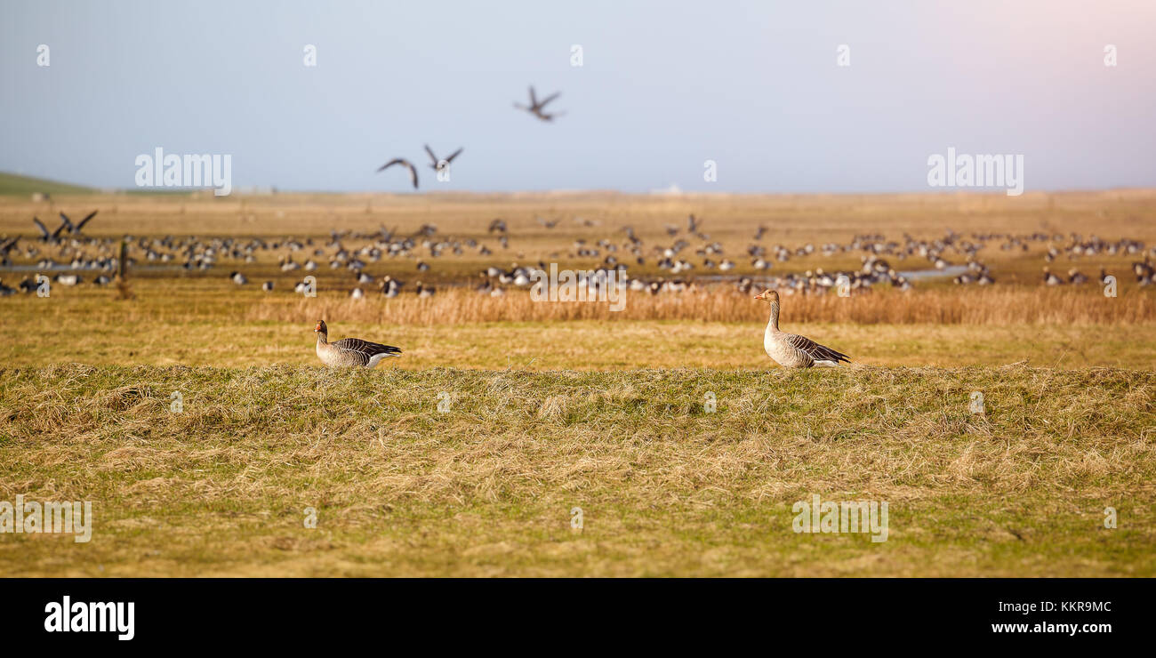 From Sibiria, the gooses fly thousands of kilometers to wintering in East Frisia. This was captured near Hilgenriedersiel. Stock Photo