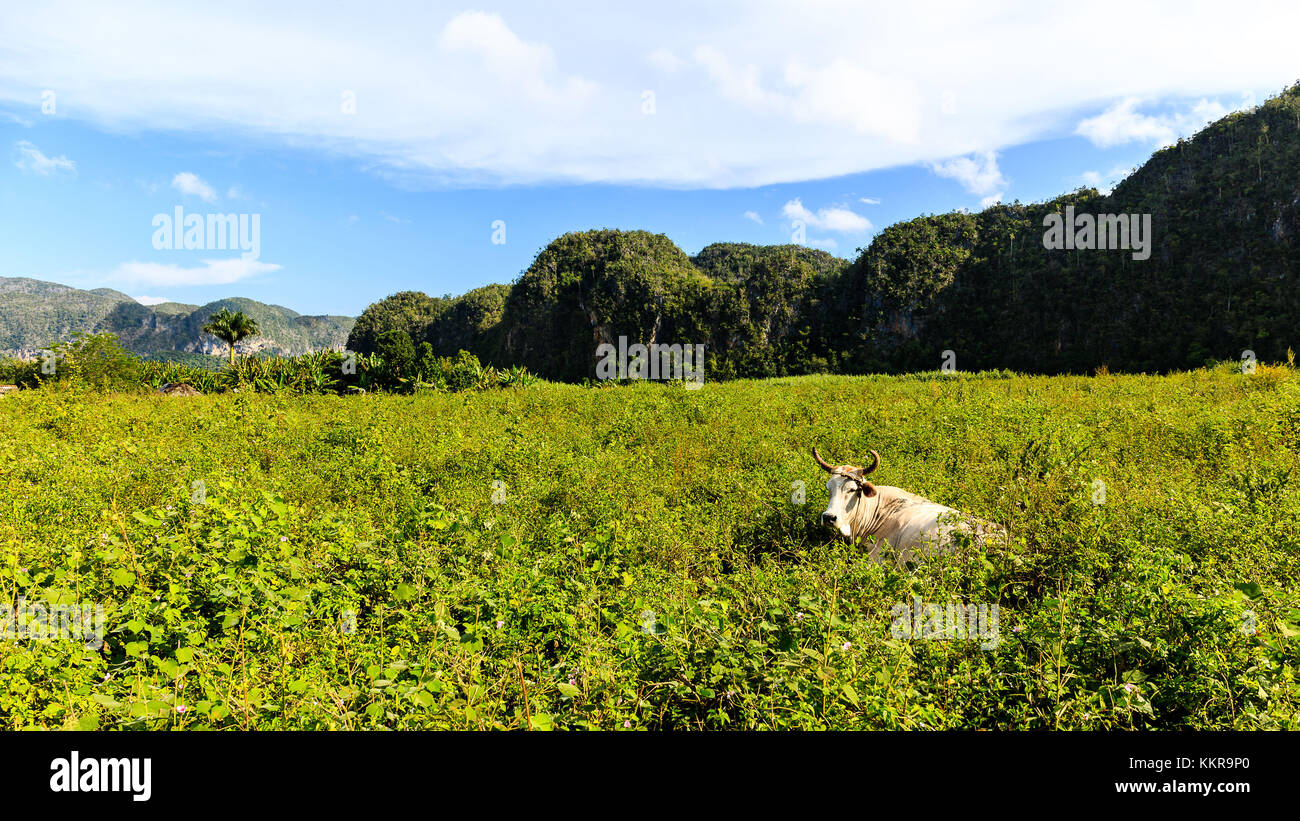 Landscape in the Vinales Valley on Cuba Stock Photo