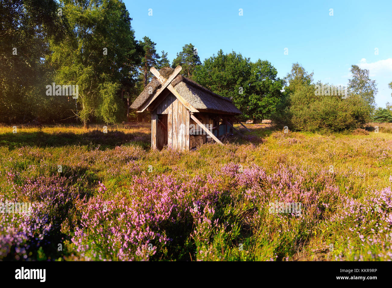 Luneburg Heath is a large area of heath, geest and woodland in the northeastern part of the state of Lower Saxony in northern Germany. Stock Photo