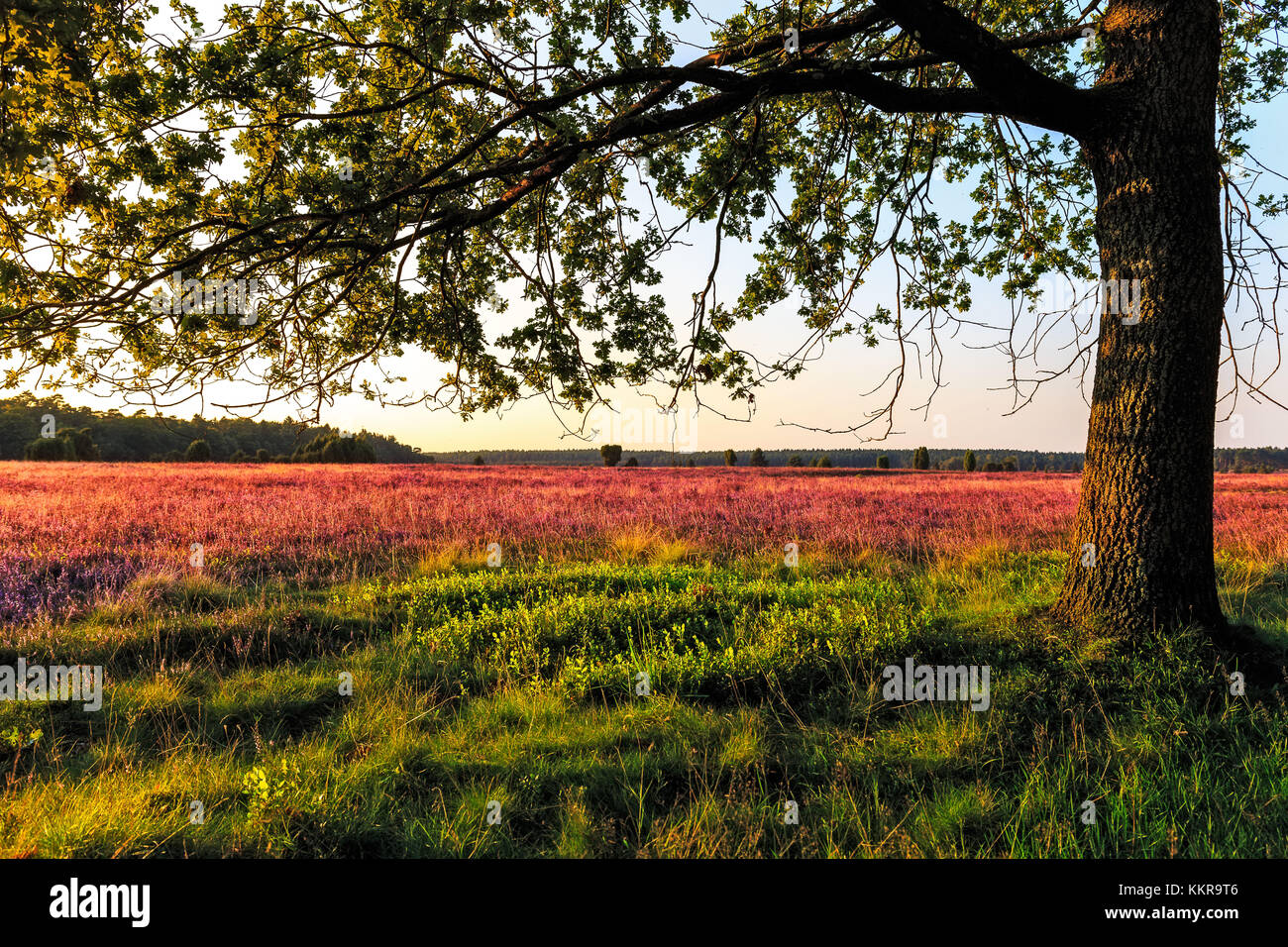 Luneburg Heath is a large area of heath, geest and woodland in the northeastern part of the state of Lower Saxony in northern Germany. Stock Photo