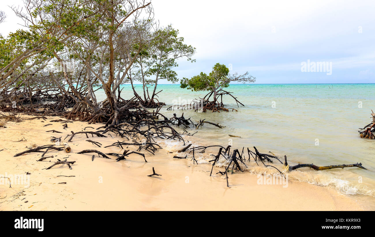 Mangroves at the beach of Cayo Jutias, Cuba Stock Photo