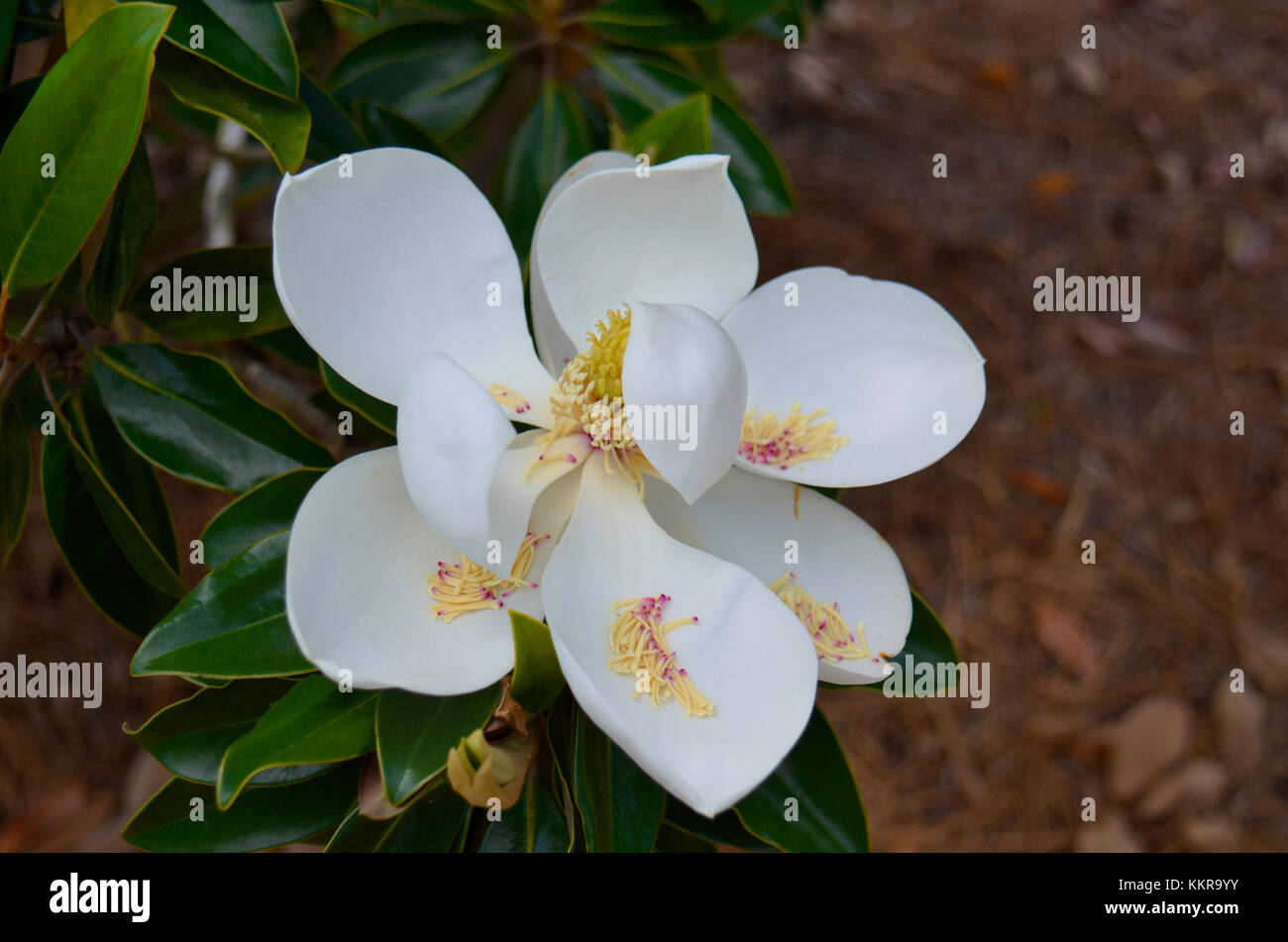 Blooming colourfully here in the countryside of USA Stock