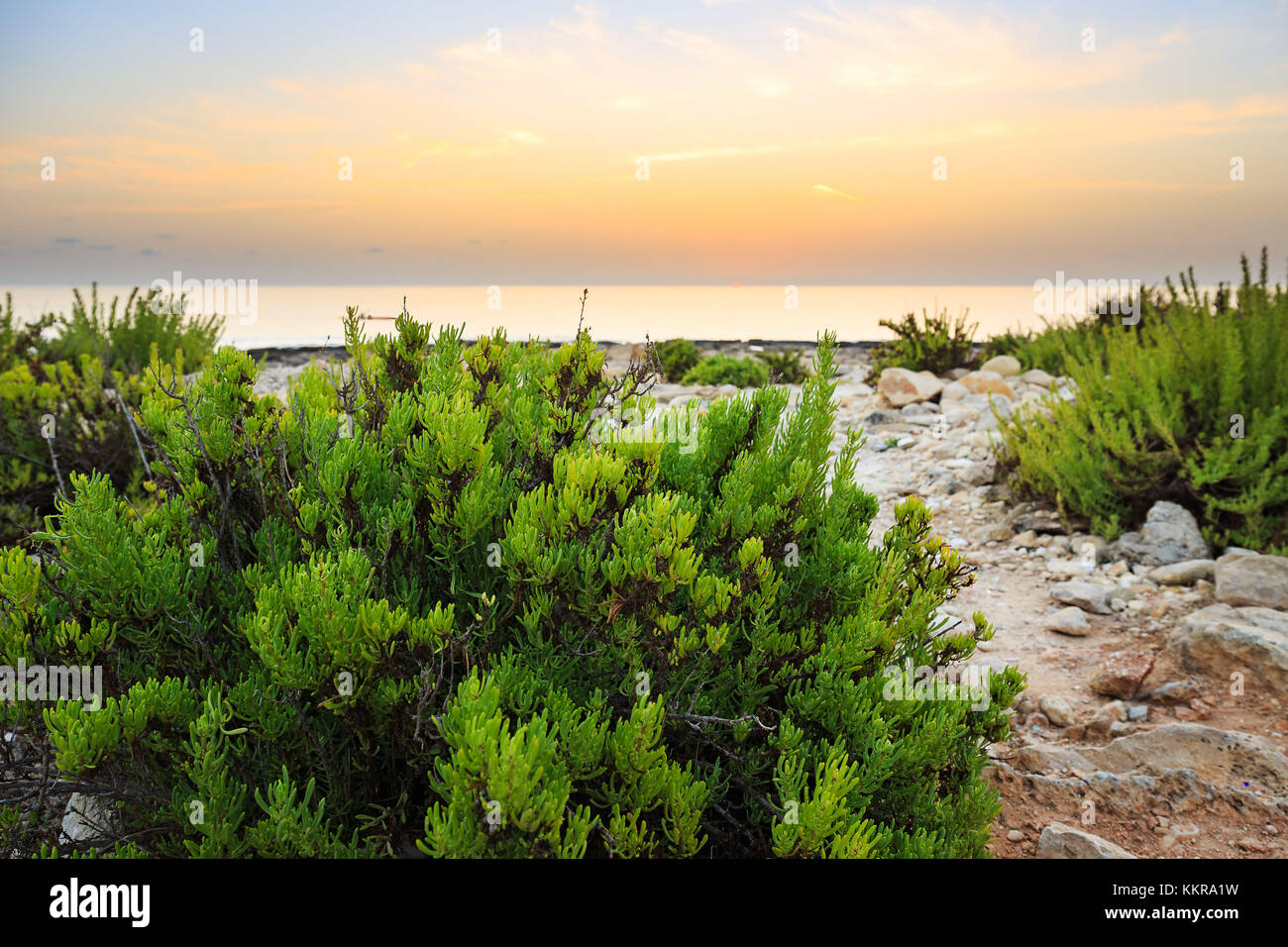Plants on the rocky beach near Paceville, Malta Stock Photo