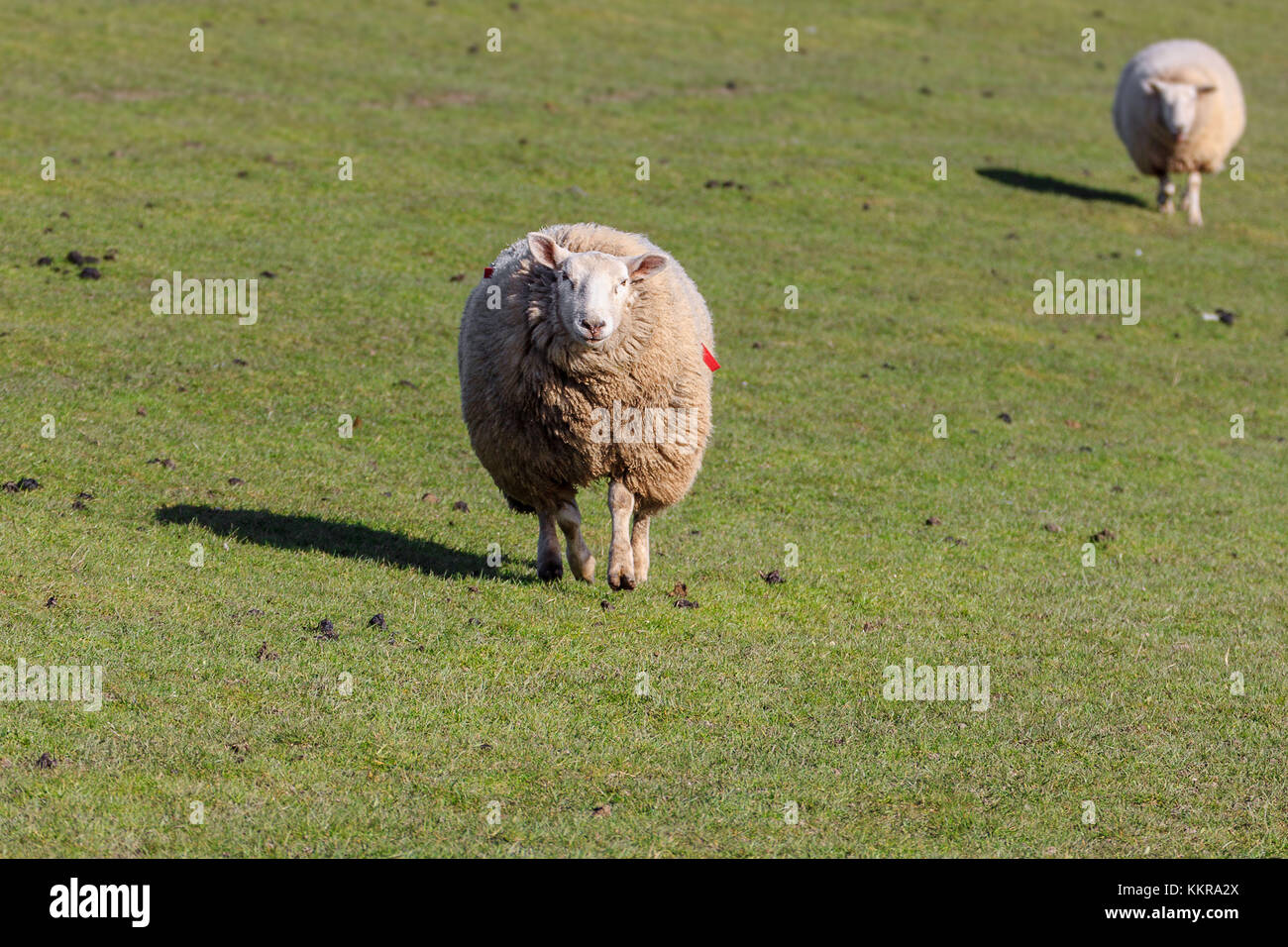 Sheeps live on the dikes at Westerhever Stock Photo