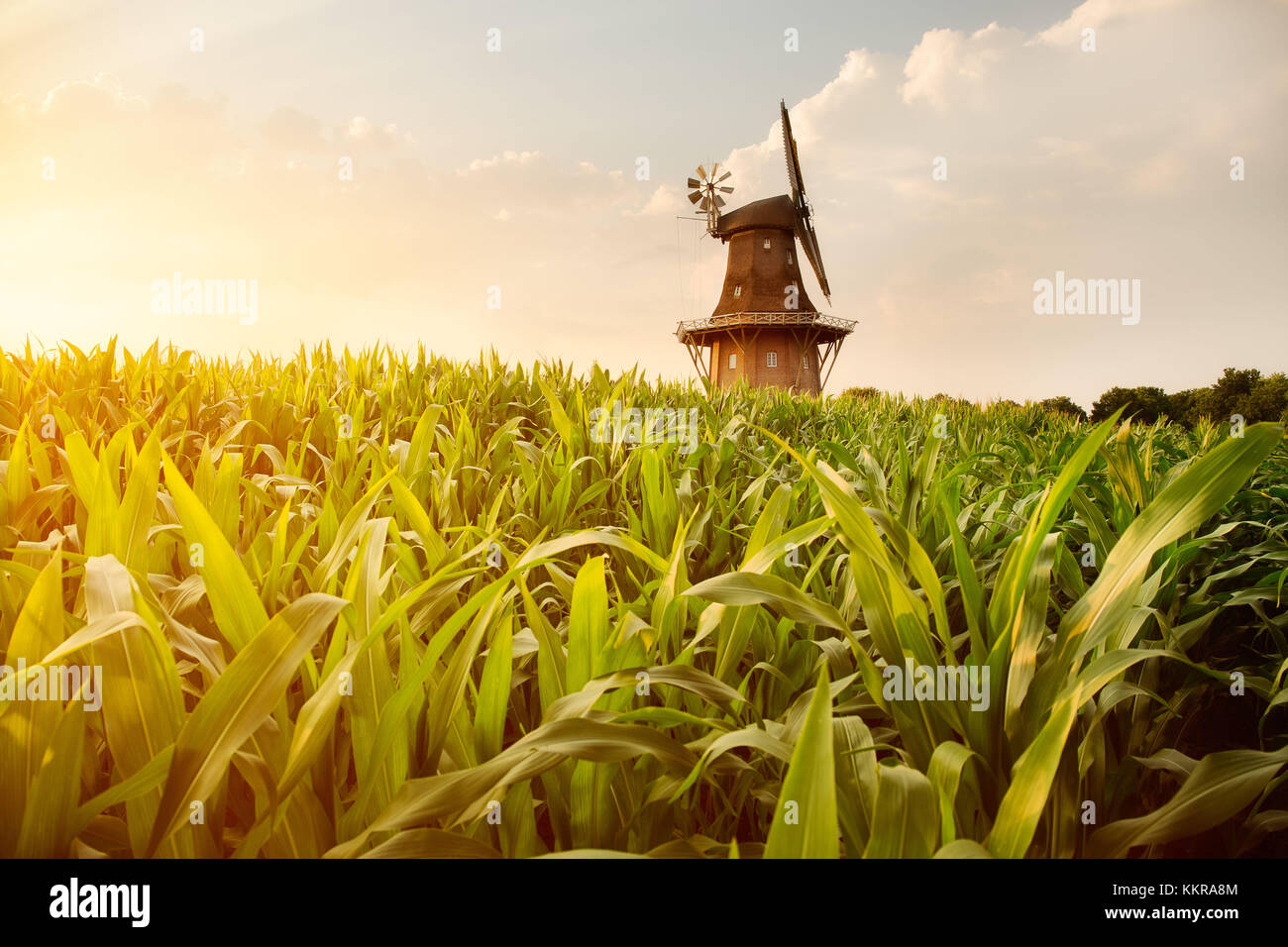 The Holtlander mill in Holtland near Hesel, East Frisia Stock Photo