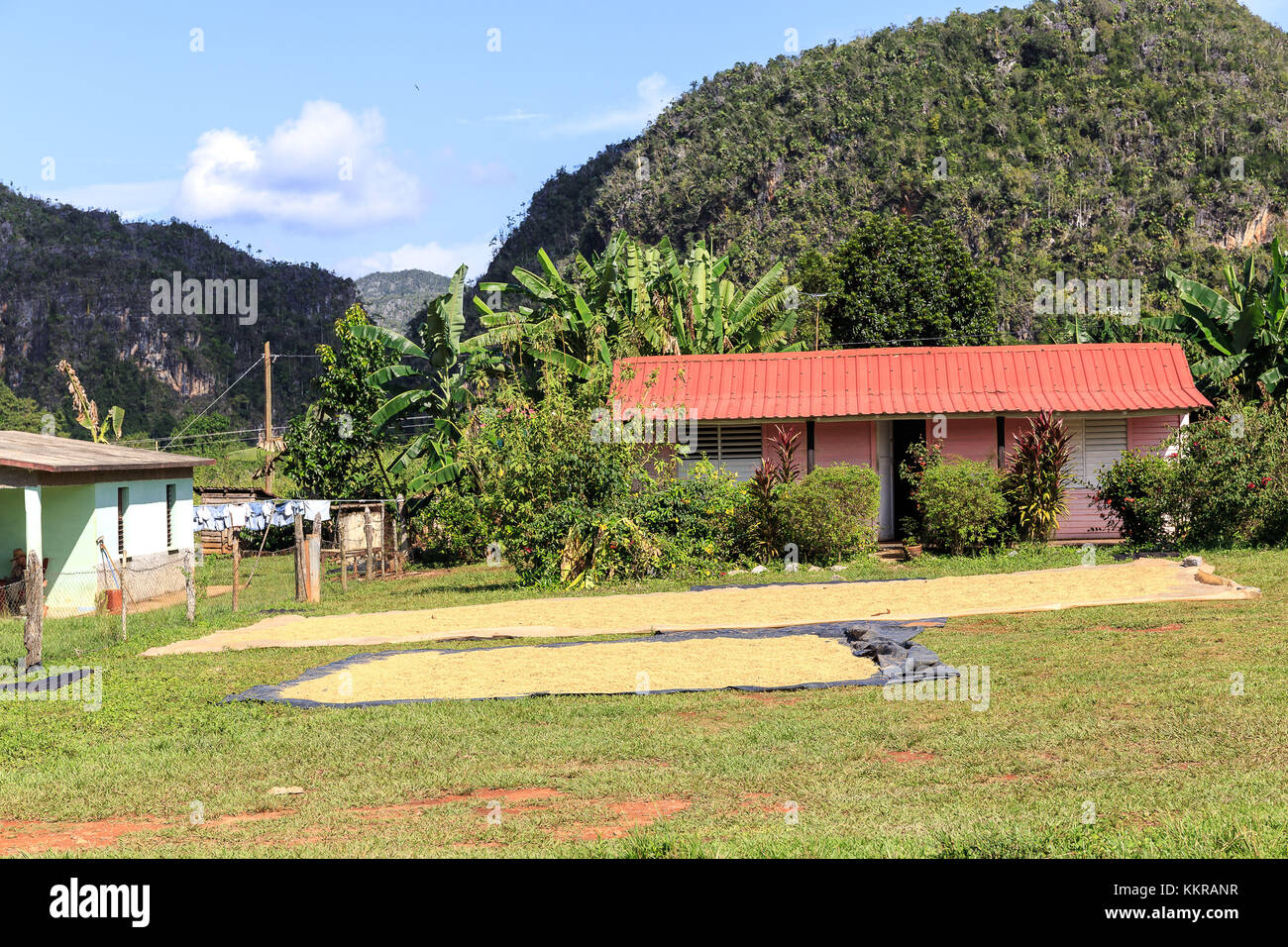 To dry laid grain in the sun in the vinales valley, cuba Stock Photo