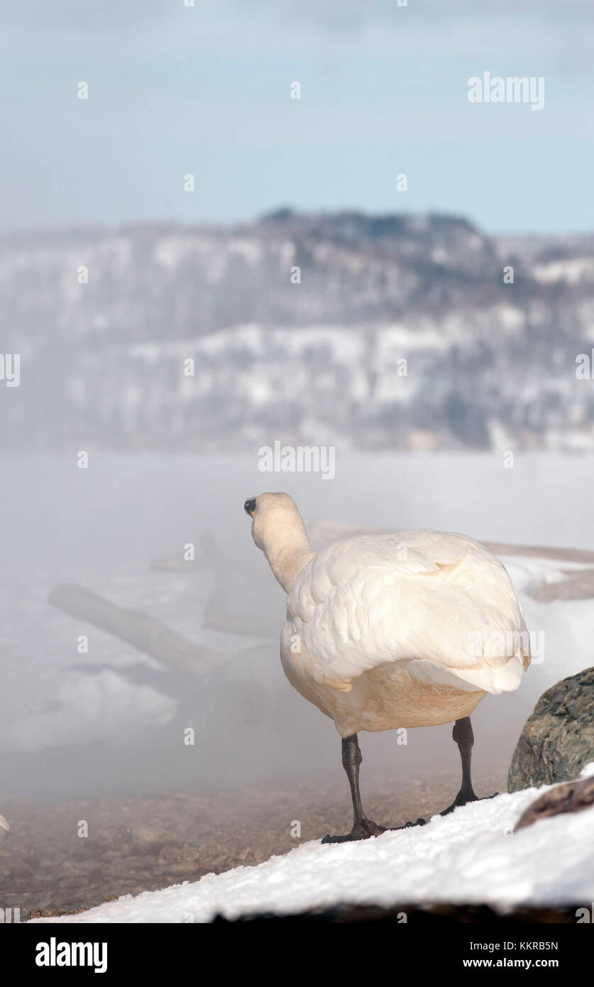 Whooper swan (Cygnus cygnus) in the mist, Japan Stock Photo