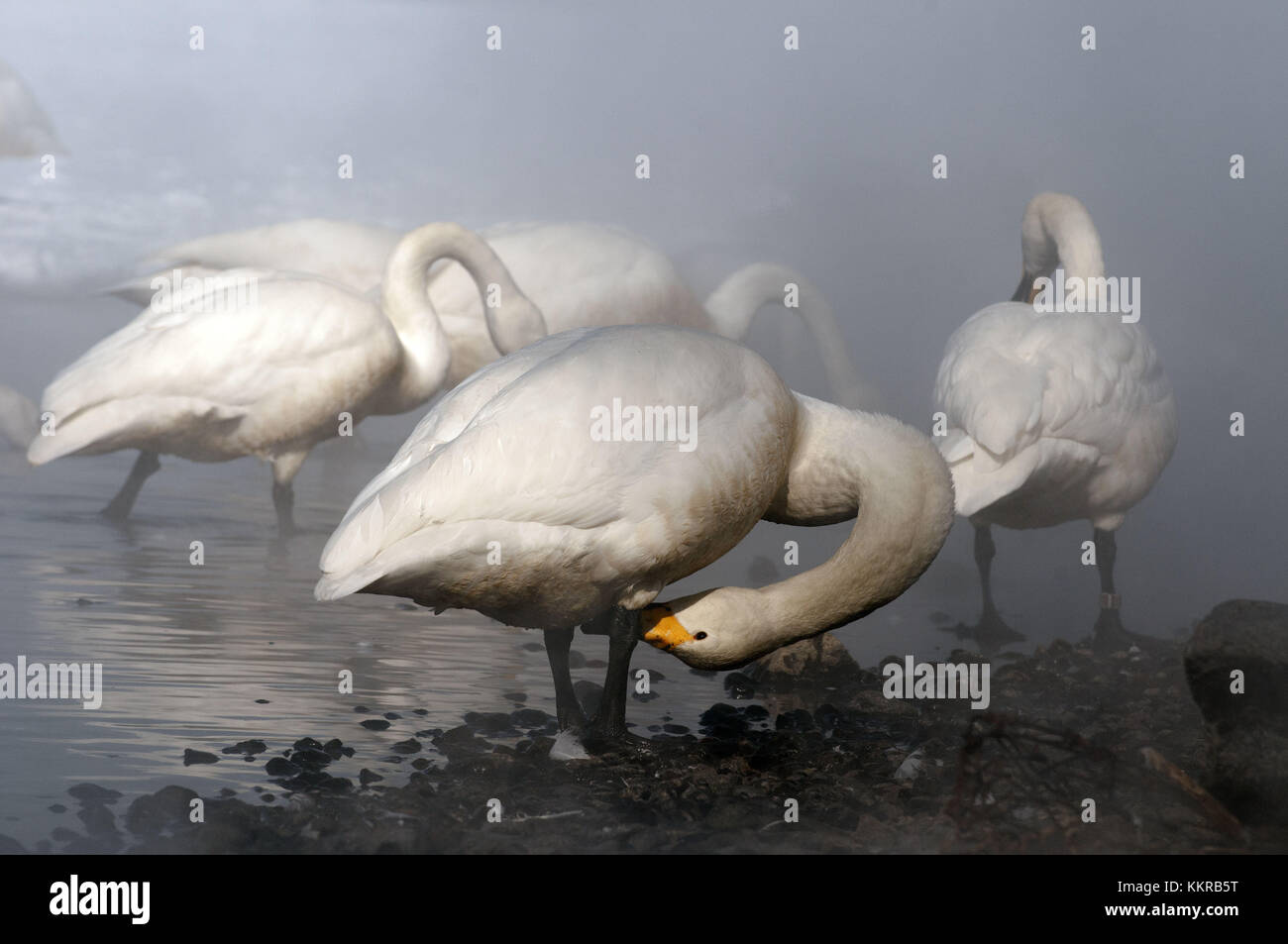 Whooper swan in the mist (Cygnus cygnus), Japan Stock Photo