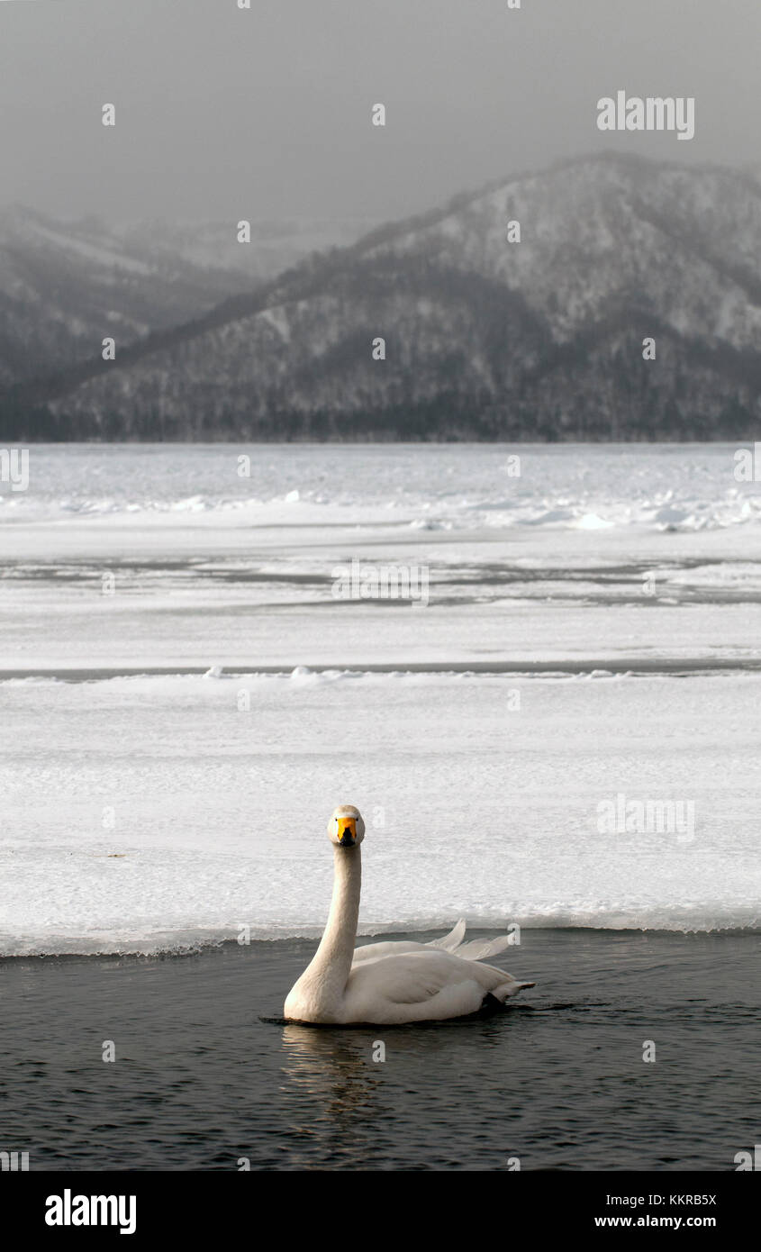 Whooper swan in winter (Cygnus cygnus), Japan Stock Photo